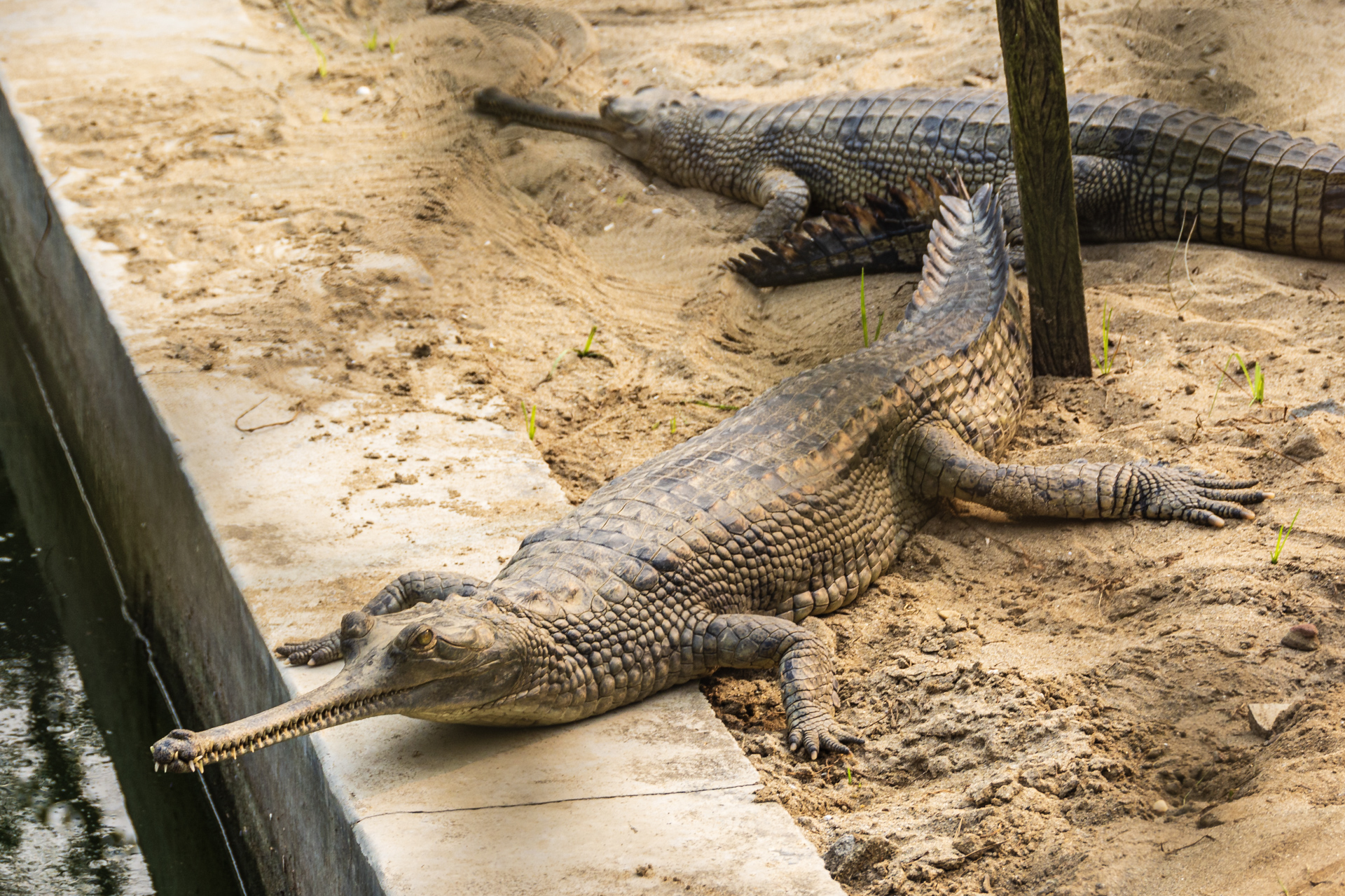 Chitwan Crocodile Breeding Project